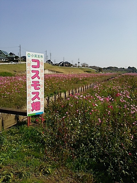 小美玉市のコスモス畑 水戸 偕楽園 梅見ごろ情報