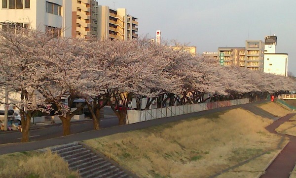 水戸駅南口 桜川周辺の桜 水戸 偕楽園 梅見ごろ情報